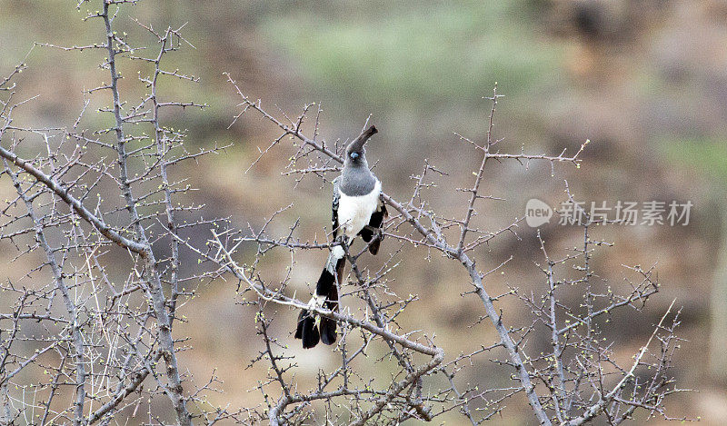 埃塞俄比亚:White-bellied Go-away-bird